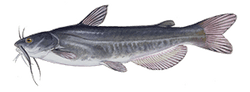 White Catfish